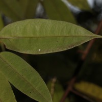 Stemonoporus gracilis Kosterm.